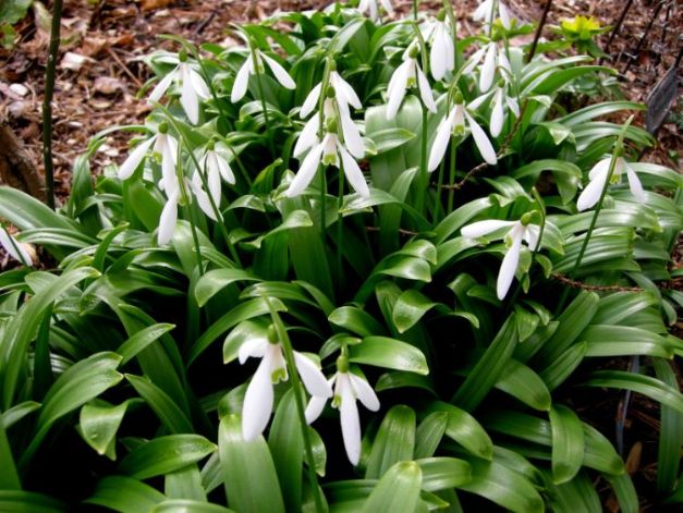 Galanthus Woronowii (Ikariae)
